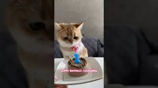 Кошачий День Рождения