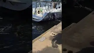 Понабрали моделей