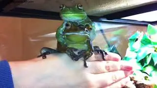Round Frog is practising her Name! Very Helpful Voigt helps helpfully!
