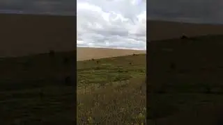 Подъём самца косули