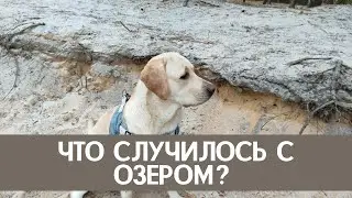 Лабрадор Бетти не поймет, что случилось с озером