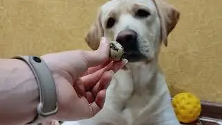 Лабрадор ест перепелиное яйцо