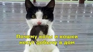 Почему коты и кошки несут добычу в дом.
