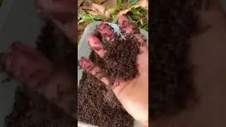 Clon bullet ants Vs Brave cowboy 