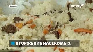 В школьных столовых Павлодара обнаружили тараканов