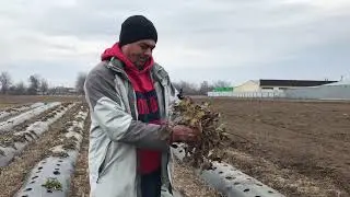 03/21 самый простой способ размножить клубнику. как размножить землянику садовую