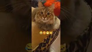 #кошкамурка
