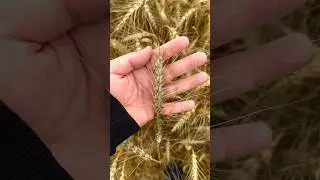 Рекордный урожай озимой пшеницы. Средняя по району 20-30 ц/га #сельскоехозяйство #пшеница #урожай