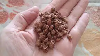 Кофе из чуфы. ммммм