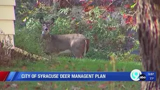 City of Syracuse deer management plan