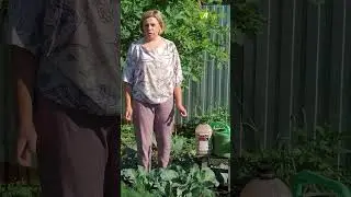 Почему не завязывается капуста #антоновсад  #капуста #огород