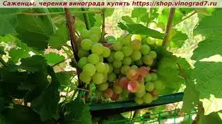 ДАРВИКА 10 июля 2024 года - парад ультраранних сортов и форм винограда по сроку окрашивания