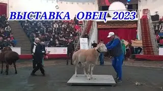 ВЫСТАВКА ОВЕЦ 2023 | ҚОШҚАР КӨРМЕСІ 2023 | МАЛ БАЗАР 2023