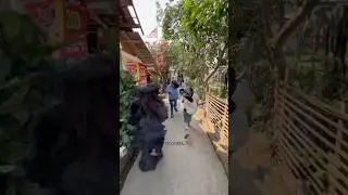 Cewek cantik dikejar GRANDONG