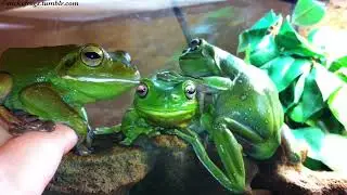 Today has been about Assembling (and Disassembling) Frog-Piles, and Bickering!