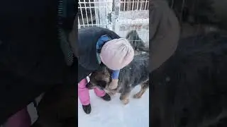 приют для бездомных животных, делаем добрые поступки и спасение бездомных животных