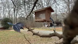 Peaceful time at the bird feeder - Bluejays, Nuthatch, and Woodpecker - Peaceful sounds of nature