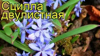 Сцилла. Краткий обзор: Сцилла описание характеристик, где купить луковицы