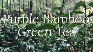 Guzhu Zisun (Purple Bamboo Shoot) - Mother's Day Special - 2021 Spring Green Tea