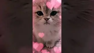 Какой красивый котик 😍