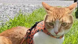 Backyard Cat Action! 