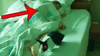 Аномальные животные зомби!