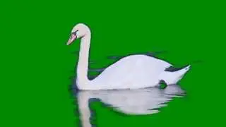 Футаж - Лебедь пьёт воду и чистит крылышки