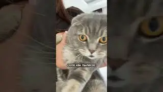 Что чувствует кошка, когда её тискают?