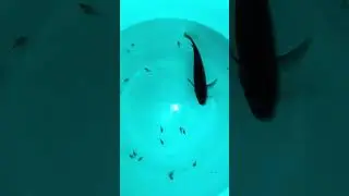 Новорожденные мальки Псевдотрофеуса Аки Нгара