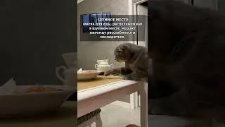 Почему кошки вытаскивают еду из миски?