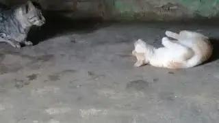 female cat rolls over after mating
