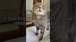 Как понять, что кошке не хватает любви!
