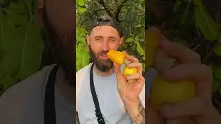 Орех кешью это самогонное яблоко! 