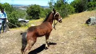 Rescate de Potrillo, Cabalgatas en el Maule, San Javier de Loncomilla