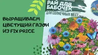 Цветущий газон из Fix Price