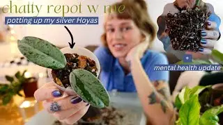 chatty repot with me 🪴 potting up 9 plants! philodendron, pothos, hoya, + more