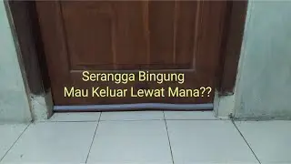 Cara mencegah serangga supaya tidak bisa masuk ruangan melalui celah dibawah pintu