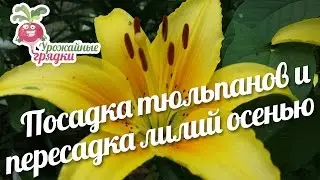 Посадка тюльпанов и пересадка лилий  осенью 
