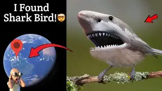 😰 I Found Creepy Shark Bird in Real Life On Google Earth and Google Maps! 