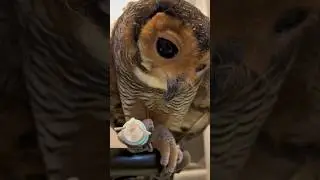 Bibib si Dokter Hewan Lucu! 🦉🩺❤️ #funnypets #funnyvideo #cute #owl #pets