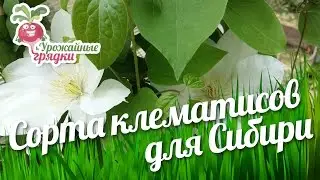 Обзор сортов клематисов для Сибири. Выращивание и уход за клематисами 