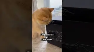 Что лежит в кошачьем сейфе?