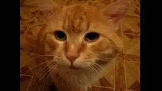 Ежевечерние Шпрото-выходки