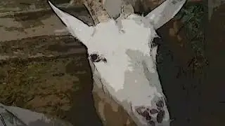 Старое сено зимой идёт на ура