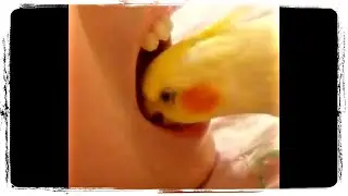 ПОПРОБУЙ НЕ ЗАСМЕЙСЯ 😂 СМЕШНЫЕ ПТИЦЫ 🐥 Новая Подборка 