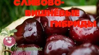 Сливово-вишнёвые гибриды