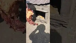 Собаке надоела кето диета