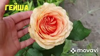 #roseswithnames