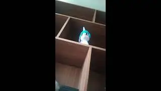 Современный Брони в прямом эфире!