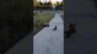 Радиоуправляемая машина x maxx тянет ребенка. Traxxas